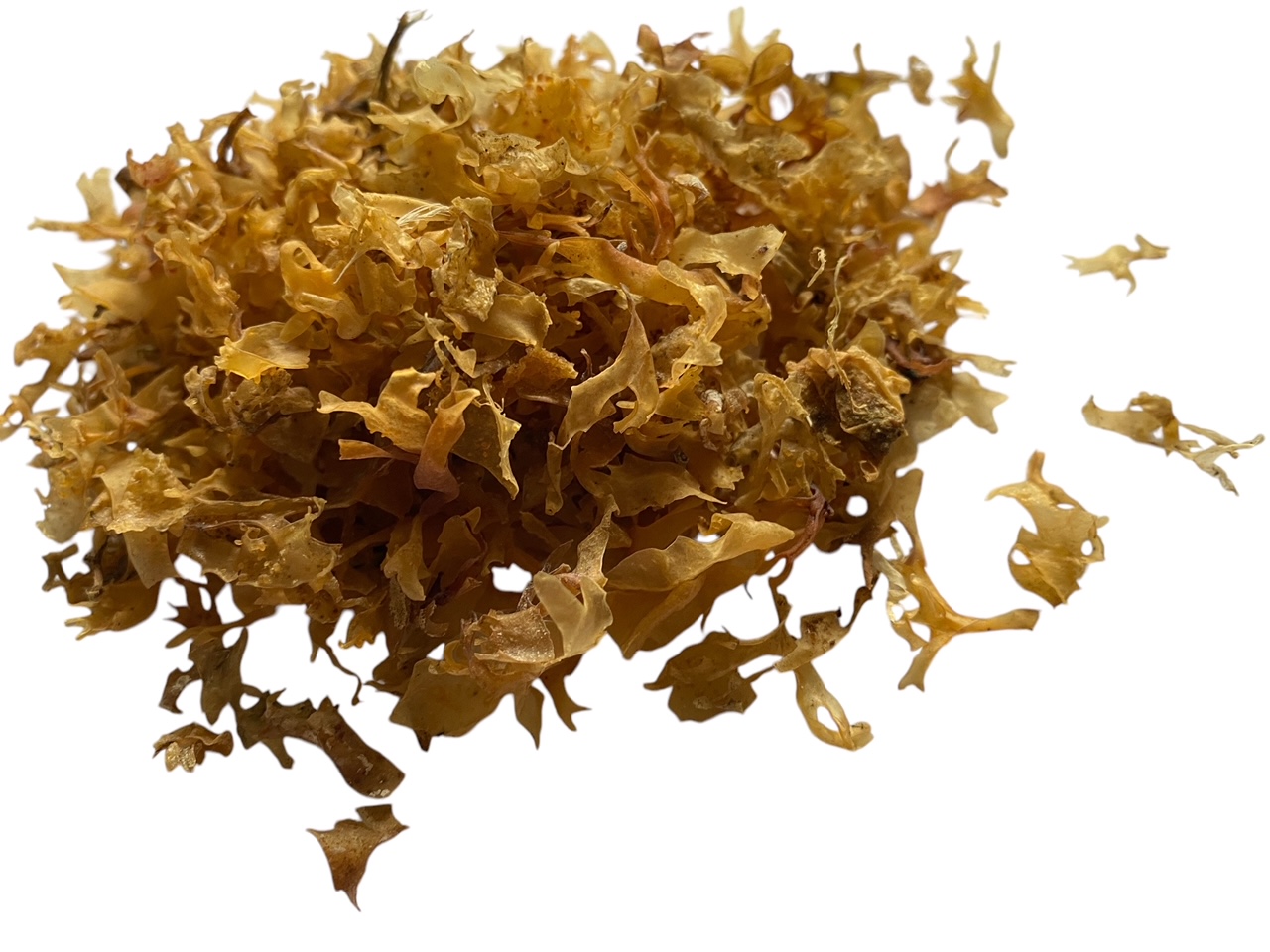 an image of carragheen irish moss copyright d hugonin not to be used without permission