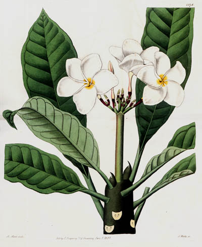 Frangipani Absolute Oil-Plumeria alba