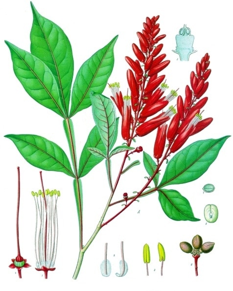 Quassia Wood | Quassia Amara | Herbs | JK Botanicals - View #3