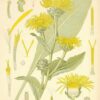 Elecampane Sweet (Inula helenium) 100% Pure Essential Oil - Image 2