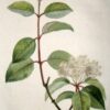 Black Haw Bark - (Viburnum prunifolium) - Sweet Haw-Stag Bush - Image 4