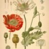 Blue Poppy Seed - Papaver somniferum - Image 2