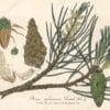 Pine Needles Whole - Image 2