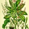 Sheep's Sorrel Herb (Cut) - Rumex acetosella - Image 2
