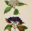 Black Haw Bark - (Viburnum prunifolium) - Sweet Haw-Stag Bush - Image 2