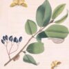 Black Haw Bark - (Viburnum prunifolium) - Sweet Haw-Stag Bush - Image 3