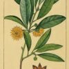 Star Anise 100% Pure Essential Oil - Illicium verum - Chinese anise - Image 4
