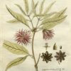 Star Anise 100% Pure Essential Oil - Illicium verum - Chinese anise - Image 3