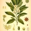 Star Anise 100% Pure Essential Oil - Illicium verum - Chinese anise - Image 2