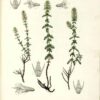 Lemon Thyme 100% Pure Essential Oil - Thymus citriodorus (syn:- serpillum)- Citrus Thyme - Image 2