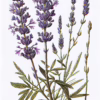 Lavender Brown Absolute Oil (Lavendula augustifolia) 100% Pure - Image 2
