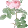 Rose de Mai 100% Pure Essential Oil - Rosa centifolia - Cabbage Rose, Rose Maroc - Image 2