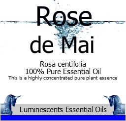 Rose de Mai 100% Pure Essential Oil - Rosa centifolia - Cabbage Rose, Rose Maroc