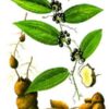 Chinese Sarsaparilla Root (Cut) - Smilax glabra - Image 2