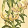 White Himalayan Lily Root (Cut) - Ksheer Kakoli Root -Lilium polyphyllum - Image 2