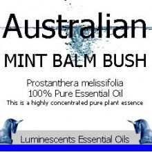 Australian Mint Balm Bush