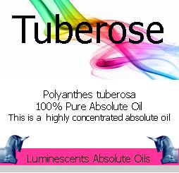 Tuberose Absolute (Options: 5 ml)