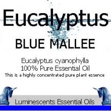 eucalyptus blue mallee essesntial oil