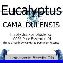 eucalyptus camaldulensis label