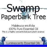 swamp paperbark tree essential oil