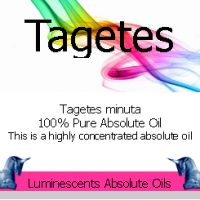 Tagetes-absolute-oil