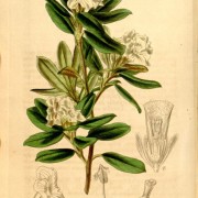 Rhododendron anthopogon botanical print