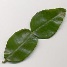 kaffir-lime-leaves
