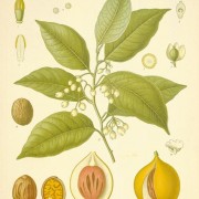 Mace botanical print